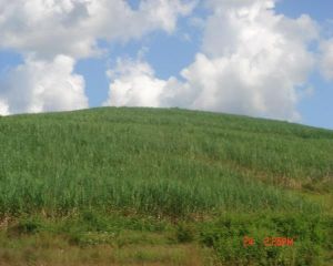 大芒竜自然村 大芒竜自然村