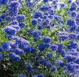 美洲茶屬 美洲茶屬