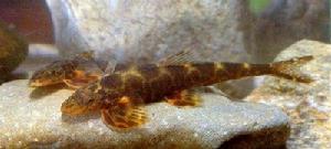 廣西華平鰍 廣西華平鰍