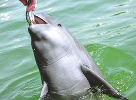 中國江豚之鄉 中國江豚之鄉