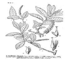 長柄巴柳 長柄巴柳