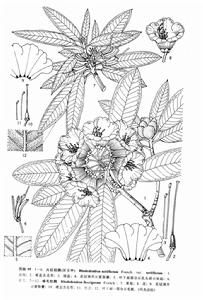 綿毛杜鵑 綿毛杜鵑