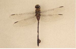 大團扇春蜓 大團扇春蜓