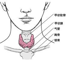 甲狀腺在人體位置