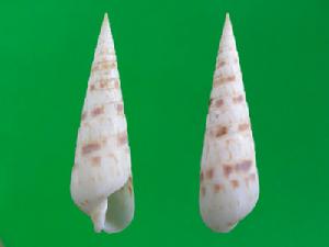 火炬筍螺 火炬筍螺