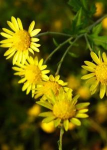 野菊花[菊科草本植物]