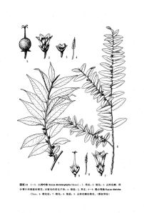 二列葉柃 二列葉柃