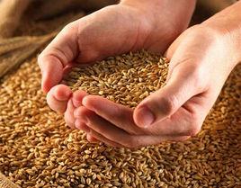 廣東省農作物種子條例 廣東省農作物種子條例