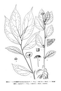 彎毛樓梯草 彎毛樓梯草