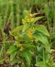 大理白前（原變種）