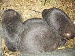 （圖）花白竹鼠