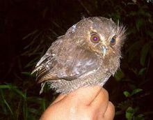 陌生的貓頭鷹 陌生的貓頭鷹