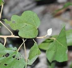 延輝巴豆 延輝巴豆
