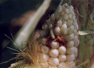 被黏蟲啃食過的玉米