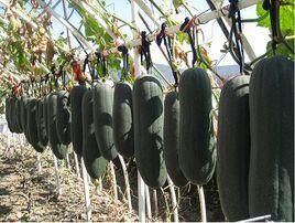 桂蔬一號 桂蔬一號