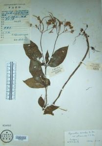 翅莖吊石苣苔(變種) 翅莖吊石苣苔(變種)