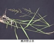 騰衝野古草 騰衝野古草