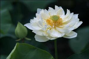 觀音蓮[荷花品種]