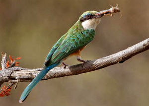 索馬里蜂虎 Merops revoilii