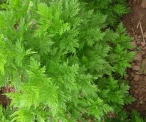 掌裂蒿系 掌裂蒿系