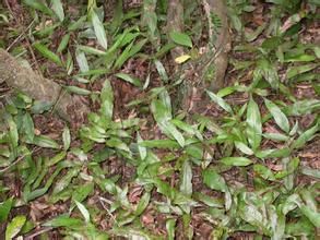 羽葉新月蕨 羽葉新月蕨