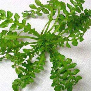 板葉薺菜 板葉薺菜