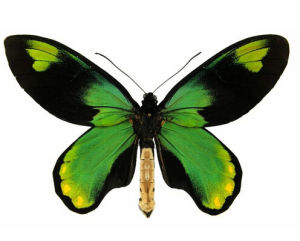 維多利亞鳥翼鳳蝶 維多利亞鳥翼鳳蝶