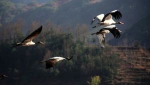 黑頸鶴自然保護區 黑頸鶴自然保護區