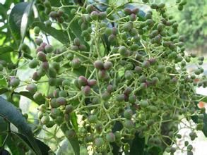 椿葉花椒 椿葉花椒