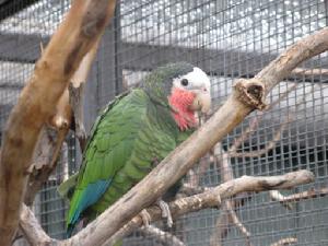 古巴亞馬遜鸚鵡