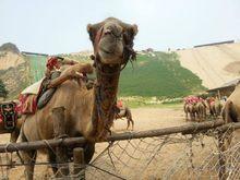 孤柏渡飛黃旅遊區