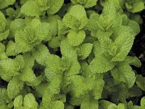 四角薄茶 四角薄茶