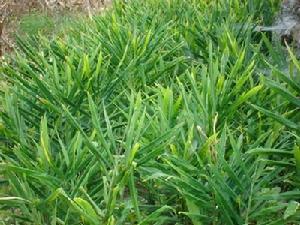 來美抗自然村農村經濟-生薑