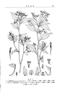 細梗鳳仙花 細梗鳳仙花