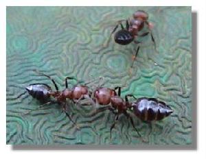 （圖）舉腹蟻屬