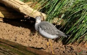 小黃蝠雲南亞種