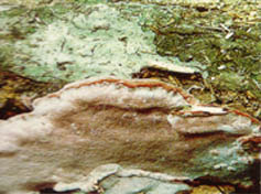 粉肉層孔菌 粉肉層孔菌