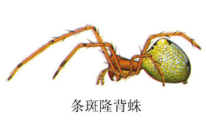 條斑隆背蛛 條斑隆背蛛