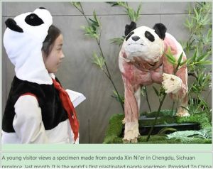 塑化大熊貓 塑化大熊貓