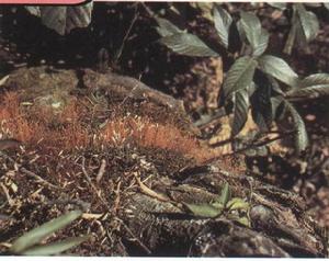 東亞小金髮蘚 東亞小金髮蘚