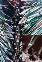 松突圓蚧 松突圓蚧