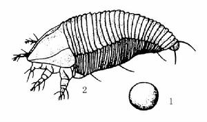 沙糖桔瘤蟎 沙糖桔瘤蟎