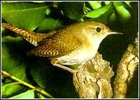 聖路易斯家鷦鷯