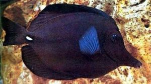 長嘴倒吊 長嘴倒吊