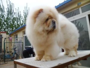 純種松獅犬 純種松獅犬