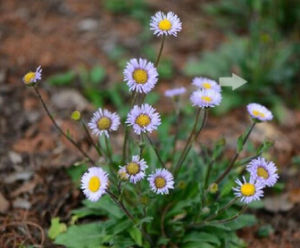 白舌短葶飛蓬 白舌短葶飛蓬