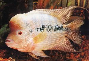 花羅漢 -熱帶淡水魚系列