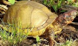 卡羅萊箱龜 卡羅萊箱龜