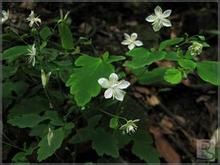 寬瓣毛茛 寬瓣毛茛