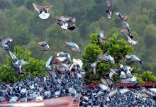 湘潭市信鴿協會放飛現場